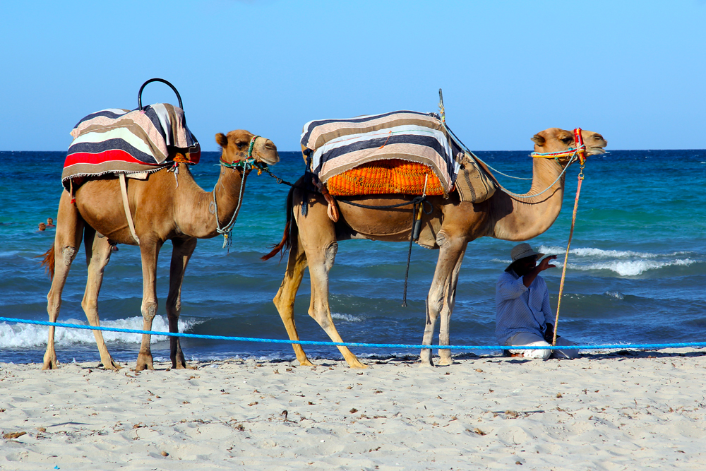 Tevegelés Djerba tengerpartján